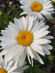 Leucanthemum - Alaska Shasta Daisy