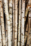 Birch Poles