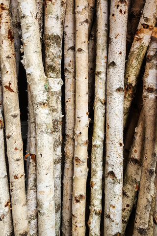 Birch Poles