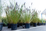 Pennisetum - Setaceum Rupelli