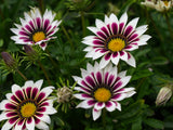 Gazania - New Day Rose Stripe