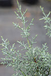 Cypress - Carolina Sapphire