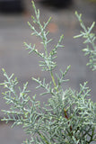 Cypress - Carolina Sapphire