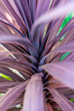 Cordyline - Paso Doble