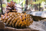 Sugar Pine Cones