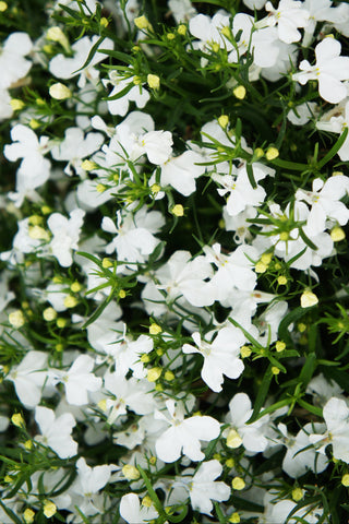 Lobelia - Regatta White