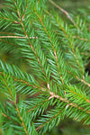 Douglas Fir