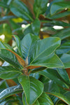 Magnolia Tips