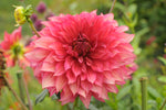 Dahlia - Dinner Plate Pink Islander