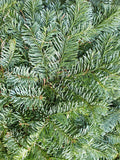 Silver Fir