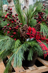 White Pine