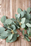 Eucalyptus - Seeded