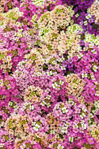 Alyssum - Easter Bonnet Mix