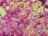 Alyssum - Easter Bonnet Mix