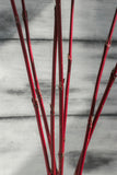 Dogwood - Medium Red Stems