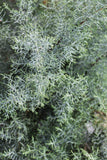 Cypress - Carolina Sapphire