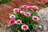 Gazania - New Day Pink Shades