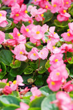 Begonia - Prelude Plus Pink
