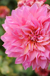 Dahlia - Dinner Plate Pink Islander