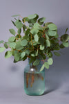 Eucalyptus - Silver Dollar