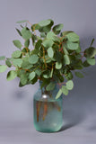 Eucalyptus - Silver Dollar