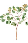 Eucalyptus - Seeded