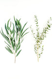 Eucalyptus - Mixed Box