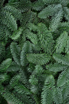 Noble Fir