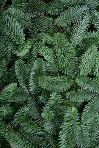 Noble Fir