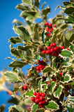 Holly - Variegated