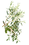 Eucalyptus - Mixed Box