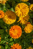 Calendula - Bon Bon Mix