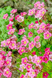 Saxifraga - Scenic Pink