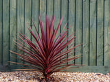 Cordyline - Paso Doble