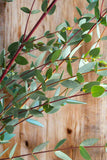 Eucalyptus - Parvifolia