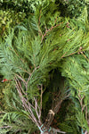 Cedar