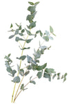 Eucalyptus - Mixed Box
