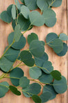 Eucalyptus - Silver Dollar