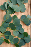 Eucalyptus - Silver Dollar