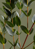 Eucalyptus - Parvifolia