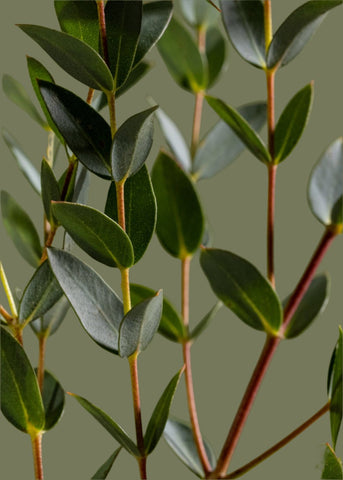 Eucalyptus - Parvifolia