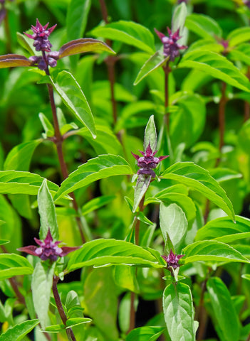 Basil - Thai