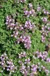 Thyme - Mother of Thyme (creeping)