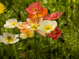 Papaver - Champagne Bubbles Mix