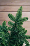 Noble Fir