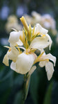 Canna - South Pacific White