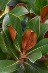Magnolia Tips