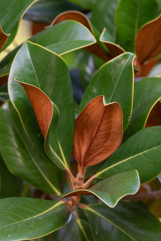Magnolia Tips
