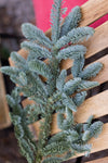 Noble Fir
