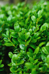 Boxwood